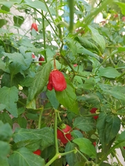 Capsicum baccatum