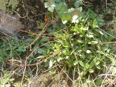 Crassula setulosa jenkinsii
