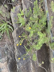 Pegolettia baccaridifolia
