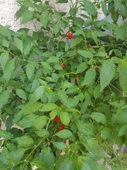 Capsicum baccatum