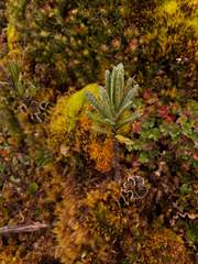 Linochilus rupestris