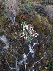 Linochilus rupestris
