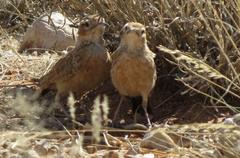 Chersomanes albofasciata kalahariae