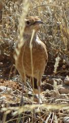 Chersomanes albofasciata kalahariae