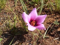 Hibiscus microcarpus