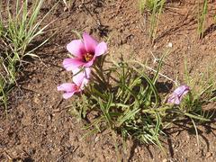 Hibiscus microcarpus