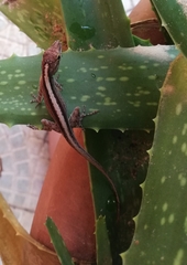 Anolis marmoratus