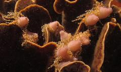 Candelabrum tentaculatum