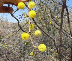 Vachellia nebrownii