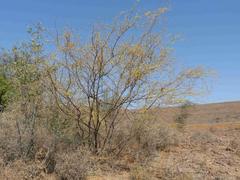 Vachellia nebrownii
