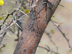 Vachellia nebrownii