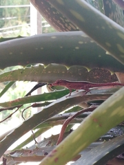 Anolis marmoratus