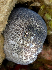 Gymnothorax pictus