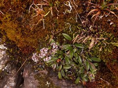 Valeriana adscendens