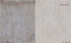 Crocicreas coronatum