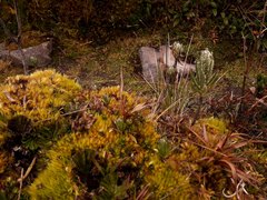 Linochilus rupestris