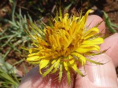 Berkheya insignis