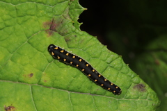 Tenthredo mandibularis