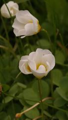 Oxalis dregei