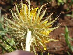 Berkheya insignis