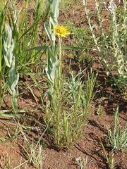 Berkheya insignis