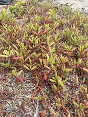 Sesuvium edmonstonei