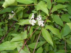 Cornus glabrata