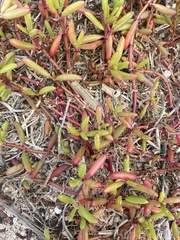 Sesuvium edmonstonei