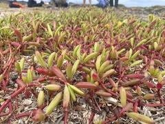 Sesuvium edmonstonei