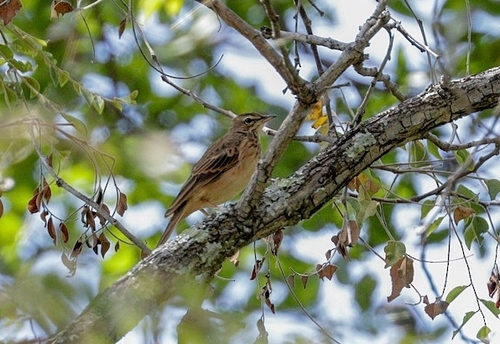 Wood Pipit (Anthus nyassae), photo 8