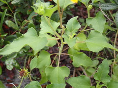 Helianthus debilis image