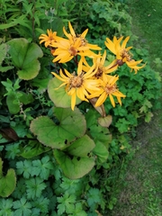 Ligularia sibirica