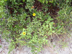 Helianthus debilis image