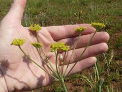 Afrosciadium magalismontanum