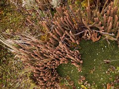 Phlegmariurus crassus