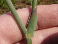Afrosciadium magalismontanum
