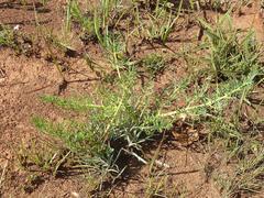 Afrosciadium magalismontanum
