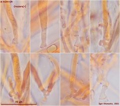 Crocicreas coronatum