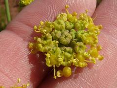 Afrosciadium magalismontanum