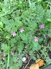 Erodium cicutarium