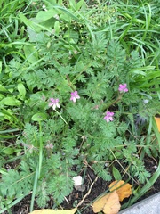 Erodium cicutarium