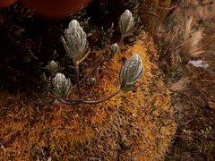 Linochilus rupestris