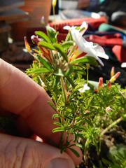 Oxalis multicaulis-recticaulis-versicolor