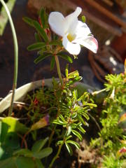 Oxalis multicaulis-recticaulis-versicolor