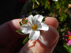 Oxalis multicaulis-recticaulis-versicolor