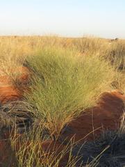 Crotalaria spartioides