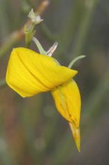 Crotalaria spartioides