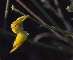 Crotalaria spartioides