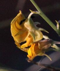 Crotalaria spartioides
