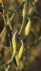 Crotalaria spartioides